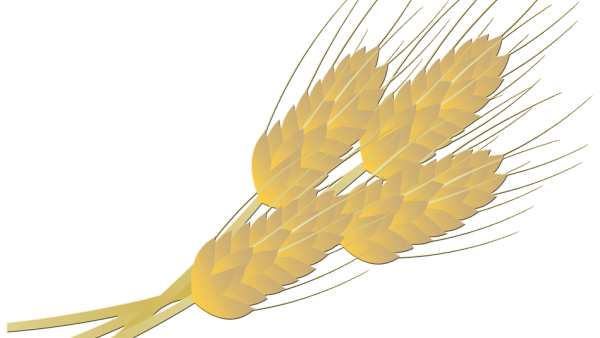 Алергия към пшеница - какво трябва да знаем