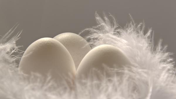 Важни факти за съхранението на яйцата