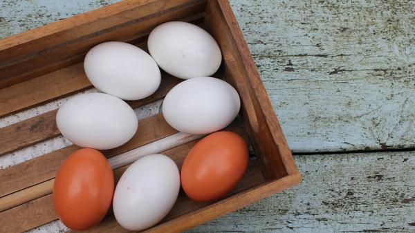 Различни ли са вкусовите качества на кафявите и белите яйца