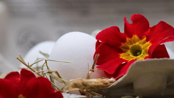 Петте най - важни въпроса за безопасната употреба на яйцата