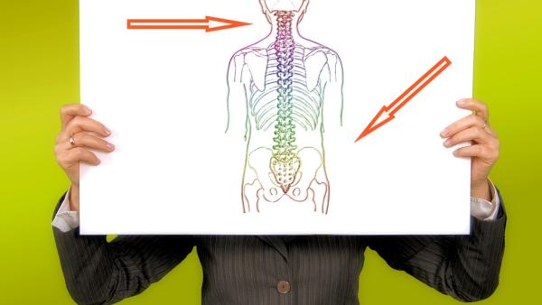 Структура на гръбнака и функция