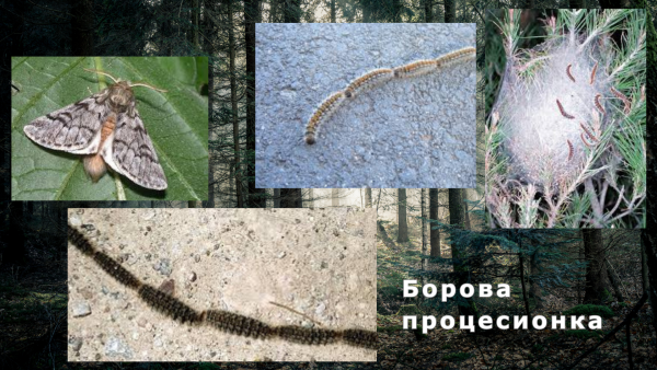 Борова процесионка: Опасни гъсеници в гората!