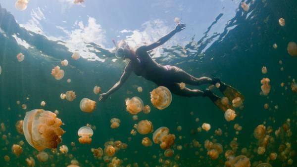Какво да правите, ако ви опари медуза?