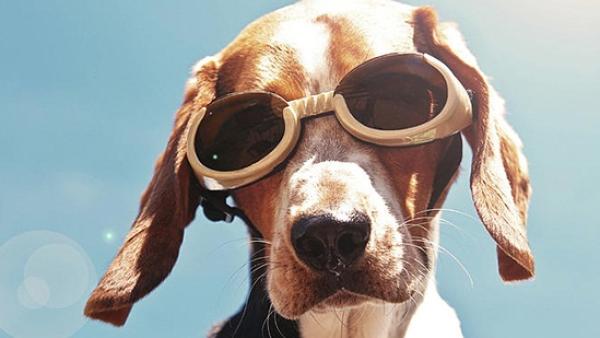 7 начина да предпазите кучето си от слънцето