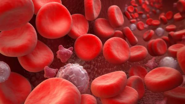 20 интересни факта за кръвта! Какво не знаете за нея?