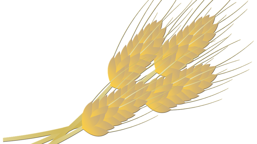 Алергия към пшеница - какво трябва да знаем
