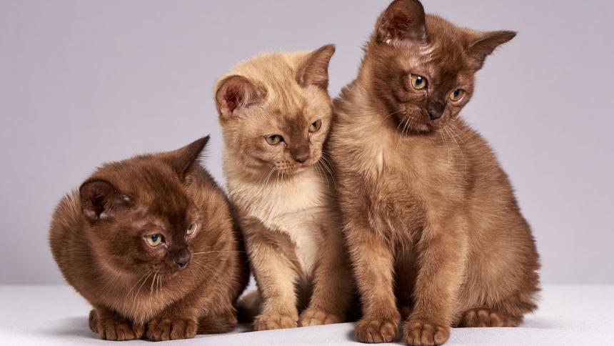 Алергии към котки - симптоми  и превенция