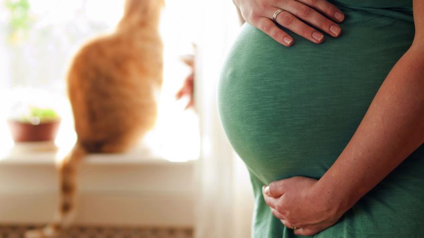 Защо токсоплазмозата е опасна за бременността? Как да разпознаем заболяването?