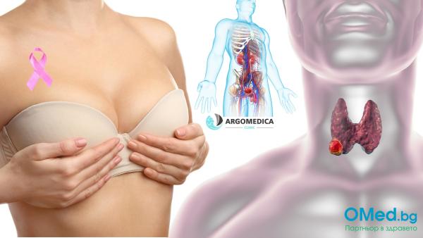 Пакет ехографии на щитовидна жлеза, коремни органи и млечни жлези от МЦ Аргомедика